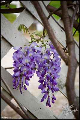 19 - Wisteria (18May08 20721)