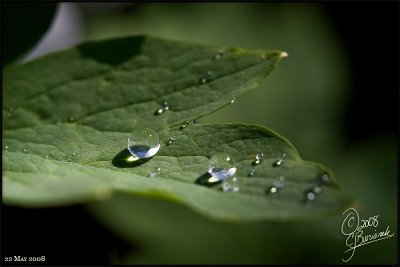 24 - Water Droplets (22May08) 20742