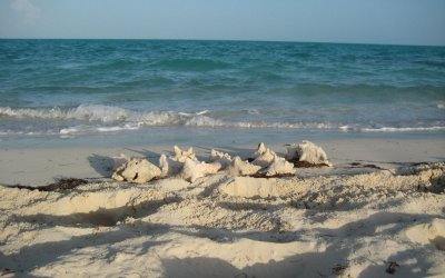 Scattered conch shells on long bay beach