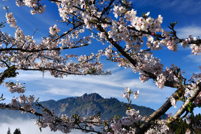 Alishan Cherry Blossom Season