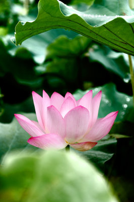 Lotus in Rain