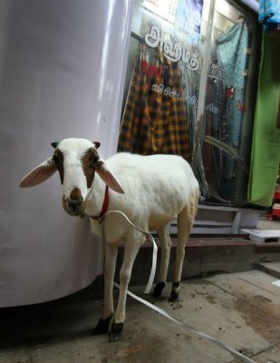 IMG_8488_DxO.jpg