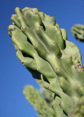 Jardin Botanique