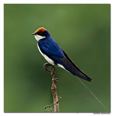 Wire-tailed Swallow (Hirundo smithii)-5823