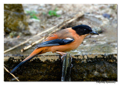 Rufous Sibia(Heterophasia capistrata)-7060