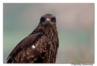 Black kite-7617