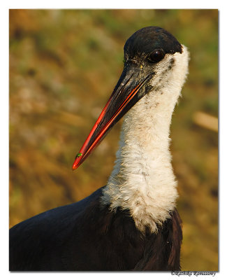 Woolly necked Stork(Ciconia episcopus)-8023
