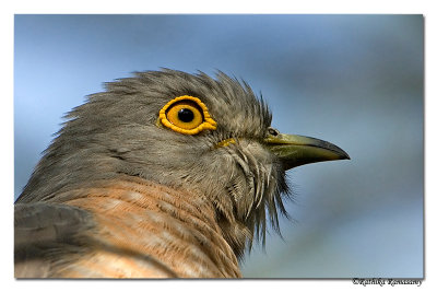 Common Hawk-cuckoo-8480.