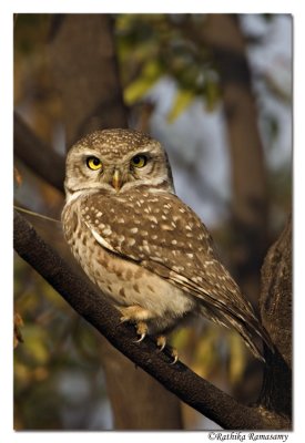 Spotted Owlet(Athene brama)-8948