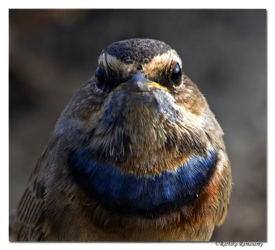 Bluethroat (Luscinia svecica)-8653