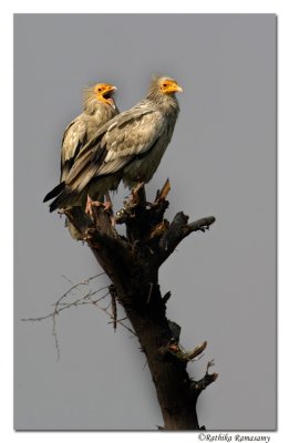 Egyptian Vulture (Neophron percnopterus)-9472