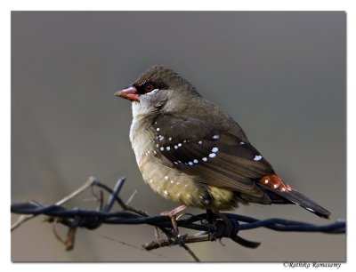 Red Avadavat(Amandava Amandava)-9043