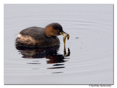 Little Grebe(Tachybaptus ruficollis)-9949