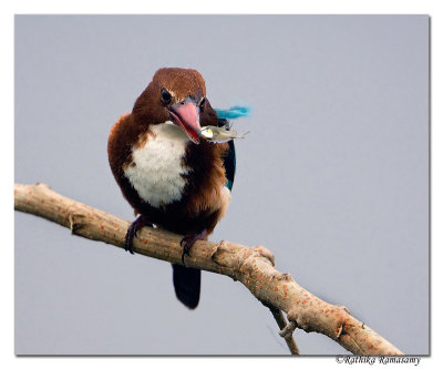 White-throated Kingfisher(Halcyon smyrnensis)-0008