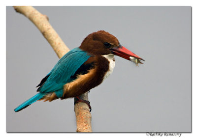White-throated Kingfisher(Halcyon smyrnensis)-0018