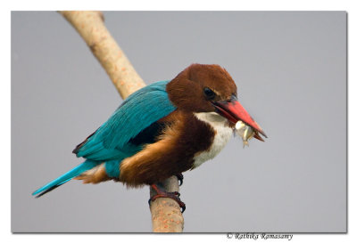 White-throated Kingfisher(Halcyon smyrnensis)-0027