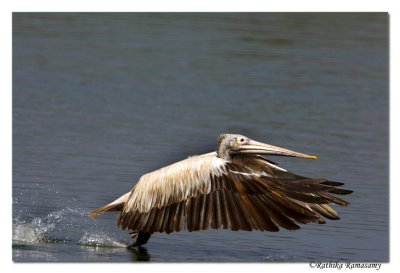 Spot-billed Pelican take off-0374