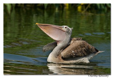 Spot-billed Pelican(immature)-0347