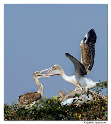 Siblings time--Spot-billed Pelican-0232