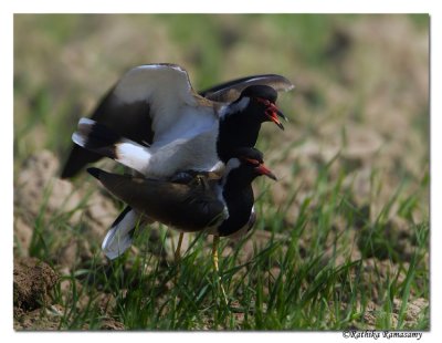 Red-wattled Lapwing(Vanellus indicus)-0628