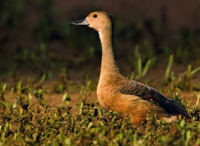 Lesser Whistling Duck(Dendrocygna javanica)-0711