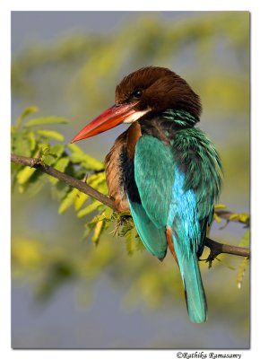 White-throated Kingfisher (Halcyon smyrnensis)-1707