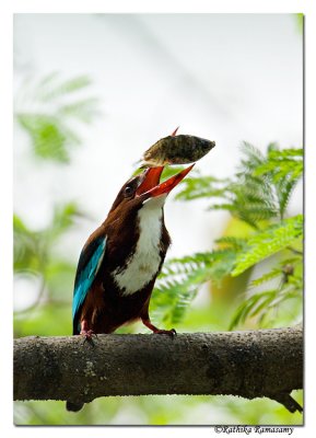 White-throated Kingfisher (Halcyon smyrnensis)-1195