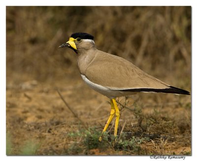 Yellow-wattled Lapwing(Vanellus malabaricus)-2196