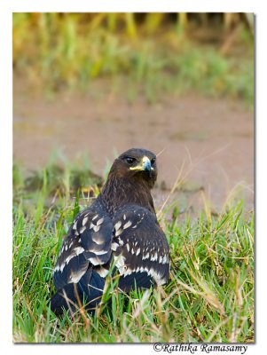Greater Spotted Eagle (Aquila clanga)-3007