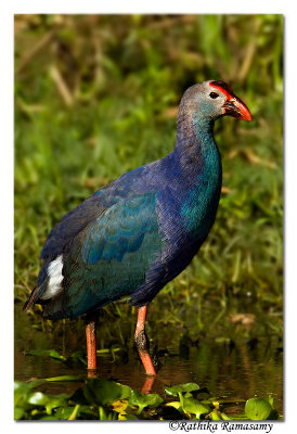 Purple Swamphen (Porphyrio porphyrio)-3127