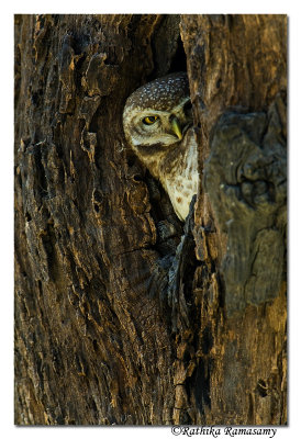 Spotted Owlet( Athene brama)-2818