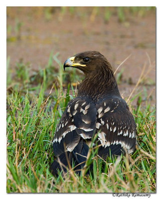 Greater Spotted Eagle (Eagle Aquila clanga)-3002