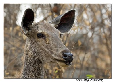 Sambar Deer-4095