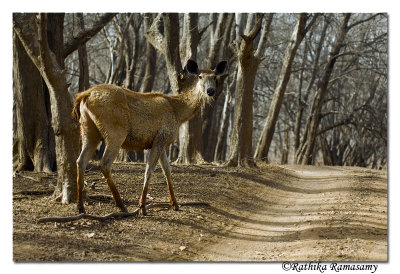 Sambar Deer-3721