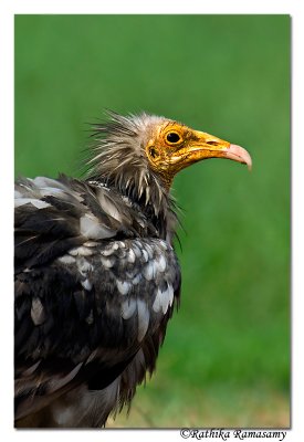 Egyptian Vulture (Neophron percnopterus)-5756