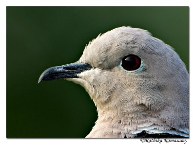 Eurasian Collared Dove(Streptopelia decaocto)-5886