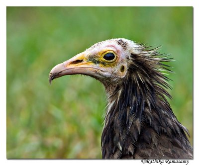 Egyptian Vulture (Neophron percnopterus)-juv-6006