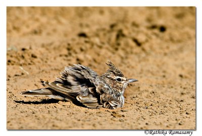 Mudbath-Crested Lark (Galerida cristata)-6638