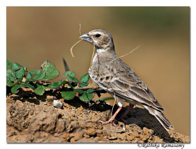 Ashy-crowned Sparrow-lark(Eremopterix grisea )F-6620