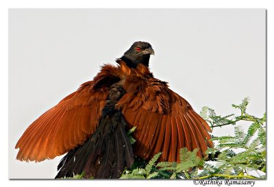 Greater Coucal -6886
