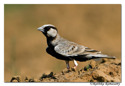 Ashy-crowned Sparrow(larkEremopterix grisea )male-6616