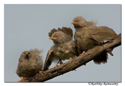 Three Musketeers-Babblers