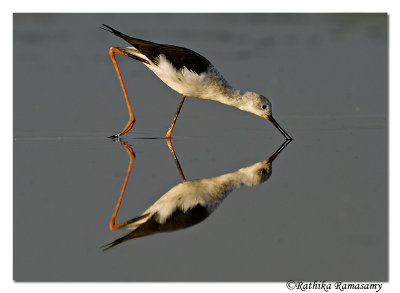 Black-winged Stilt (Himantopus himantopus)-7098