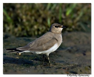 Small Pratincole( Glareola maldivarum)-7189