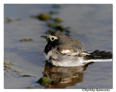 White-Wagtail-_BID0074