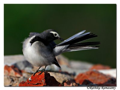 White-Wagtail-_BID0228