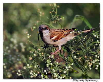 House Sparrow-_BID0344