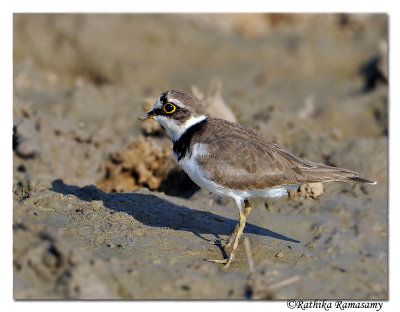 Common Ringed Plover(Charadrius dubius)-1074