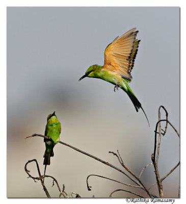 Green Bee-eater(Merops orientalis)-BID1244