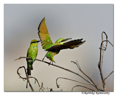 Green Bee-eater( Merops orientalis)-1255